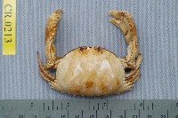藏品(卷折饅頭蟹)的圖片
